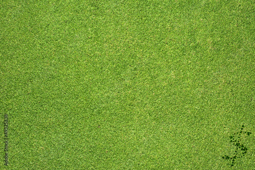 Dollar icon on green grass background