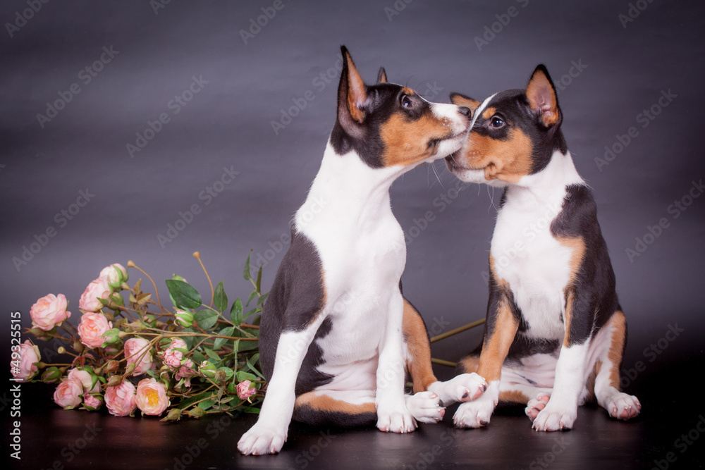 Two Little Basenji puppies, 2 mounth, on the black Two Little Basenji puppies, 2 mounth, on the black