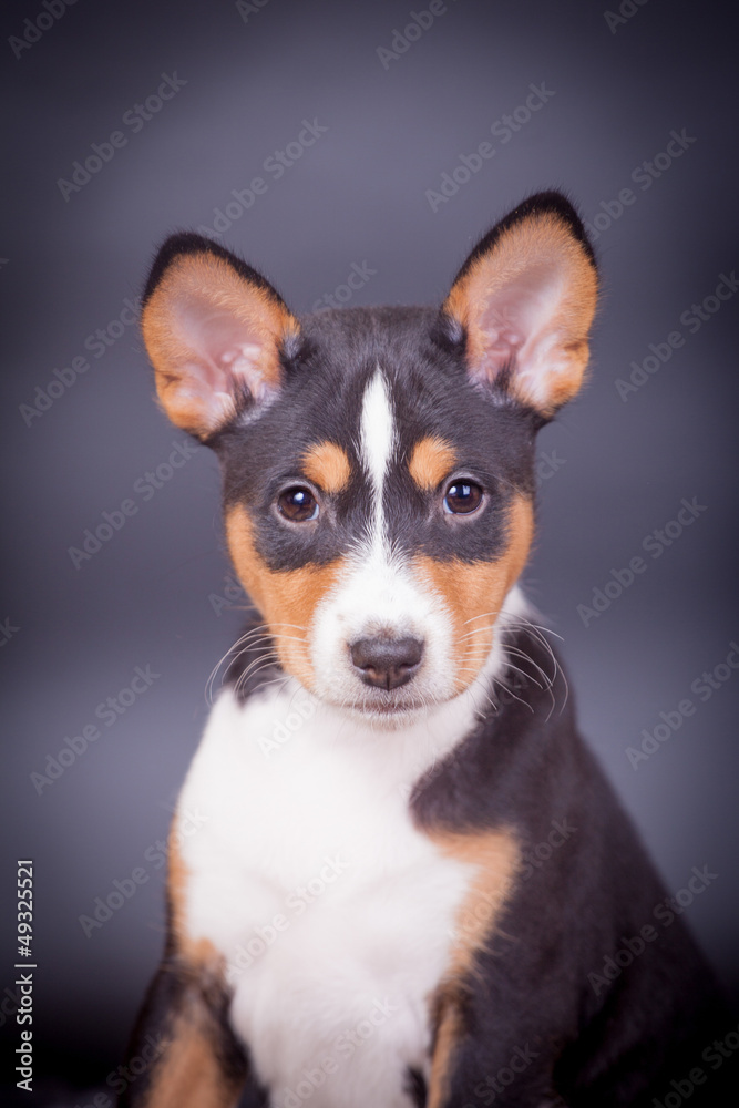 Little Basenji puppy, 2 mounth, on the black