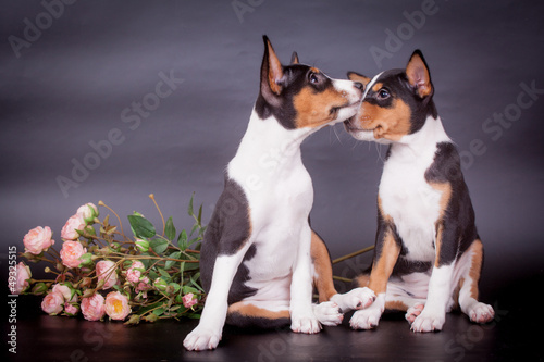 Two Little Basenji puppies  2 mounth  on the black