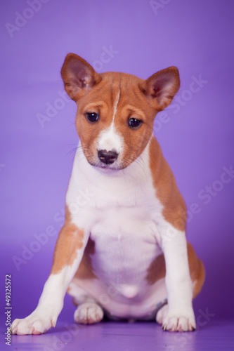 Little basenji puppy (1,5 month old) on lilac