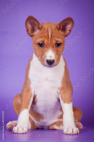 Little basenji puppy (1,5 month old) on lilac
