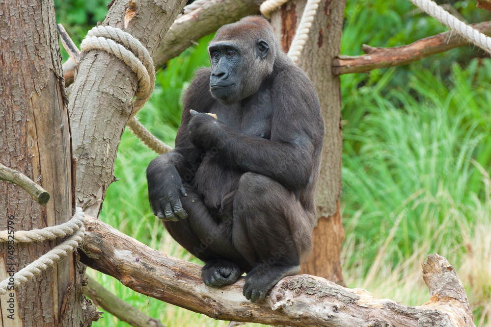 Fototapeta premium gorilla