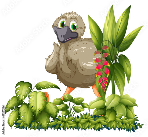 An emu hiding