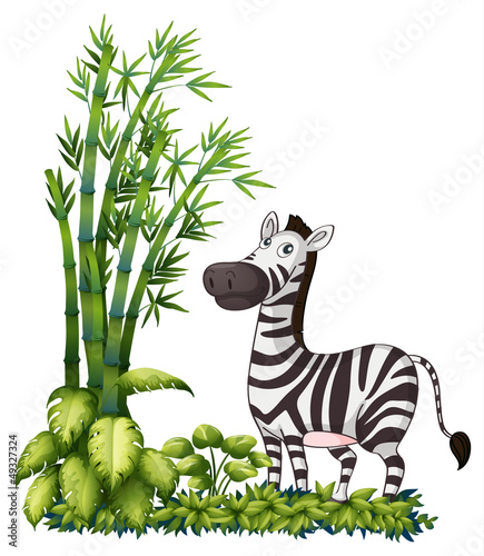A zebra near the bamboo grass