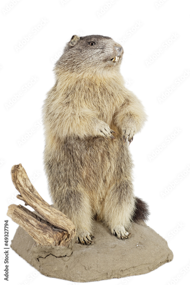 Alpenmurmeltier (Marmota marmota) Alpenmurmeltier (Marmota marmota)