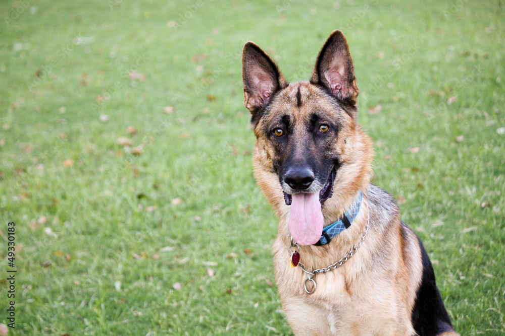 German Shepherd at the Dog Park