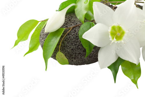 Fototapeta Naklejka Na Ścianę i Meble -  lys de la vierge et ficus sur galet
