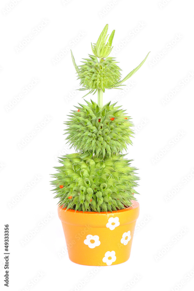 Cactus Cactus