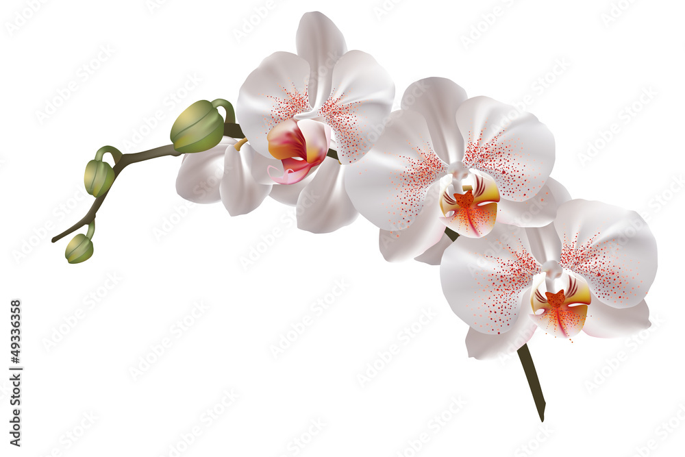 White orchid flowers - obrazy, fototapety, plakaty 