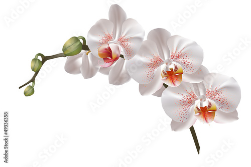White orchid flowers Fototapet