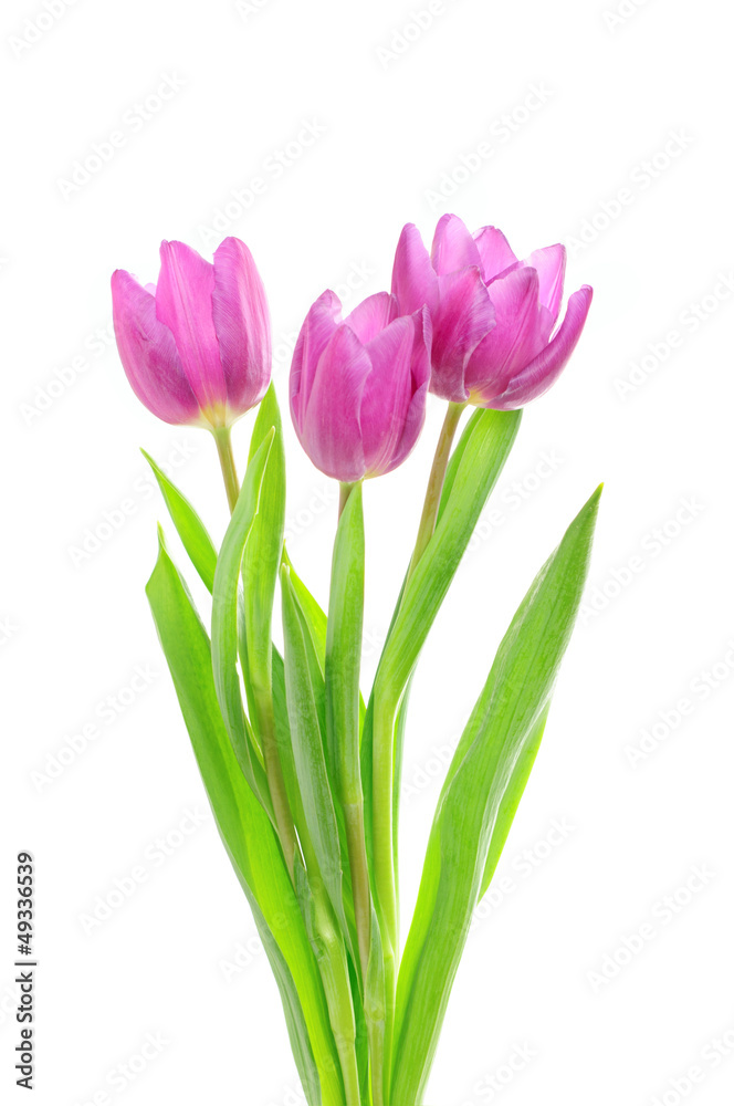 Tulip flowers on the white Tulip flowers on the white