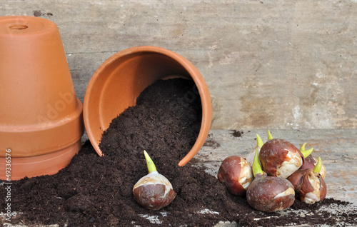 bulbes de tulipes photo