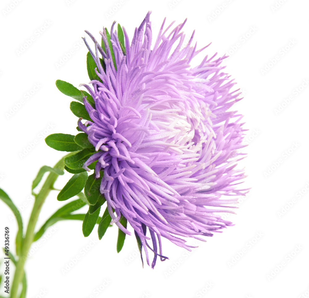 Aster isolated