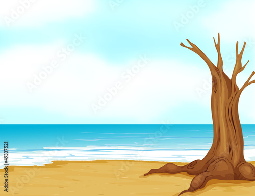 A tree without leaves at the seashore