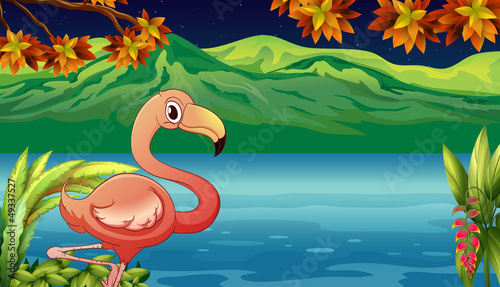 A swan and a pond