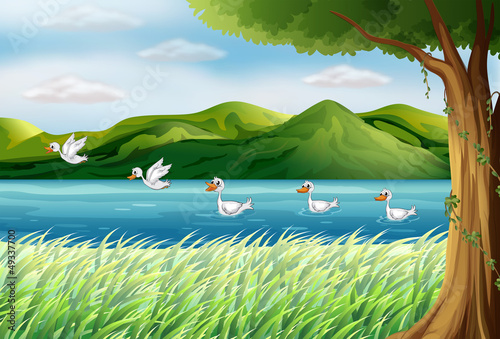 Five ducks in the river