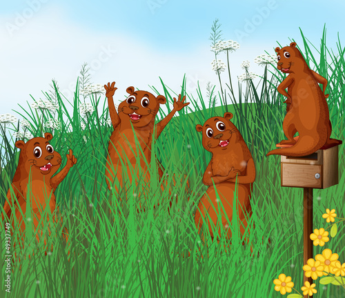 Wild animals