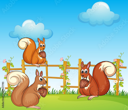 Squirrels at the garden