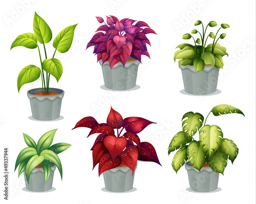 Six non-flowering plants