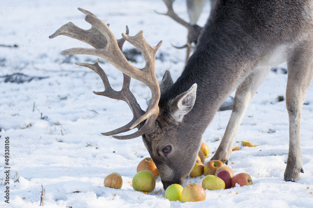 Fallow