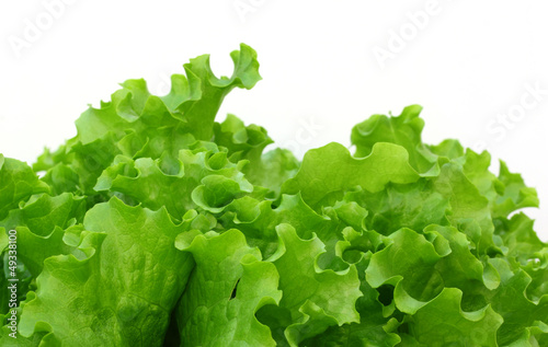 Fresh lettuce