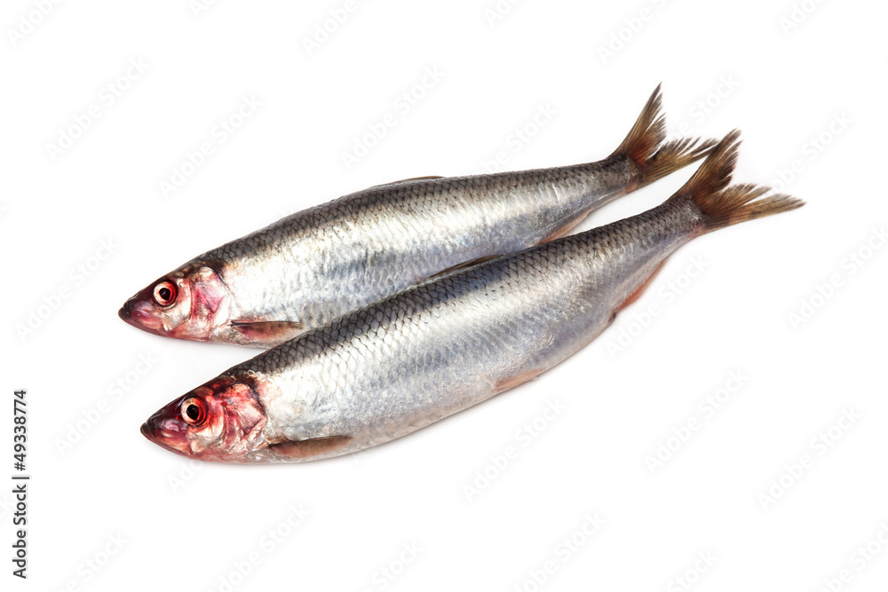 Herringn fish isolated on a white studio background. Herringn fish isolated on a white studio background.