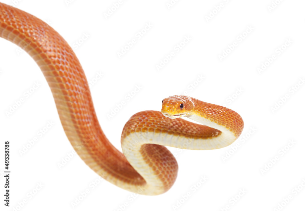 Obraz premium Texas rat snake (Elaphe obsoleta lindheimeri)
