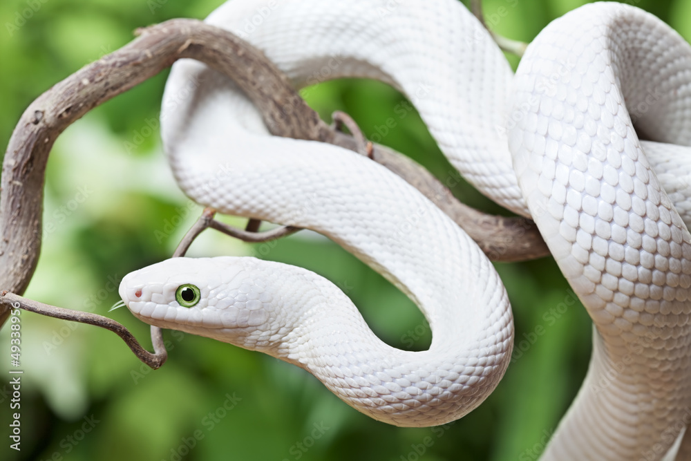 Obraz premium White Texas rat snake on a wooden branch