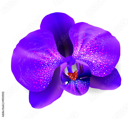 Purple orchid