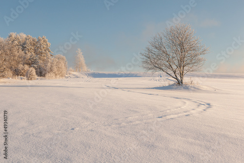 Trees on the brink of a winter snow-covered field