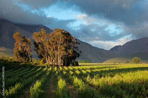Vineyard landscape, Western Cape