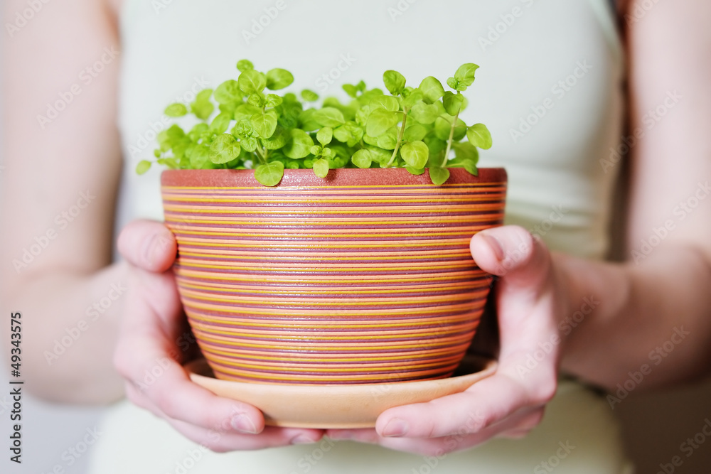 Flowerpot with sprouts