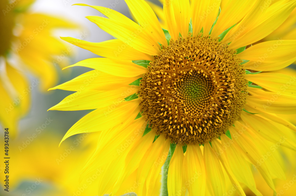 Beautiful yellow sunflower close up