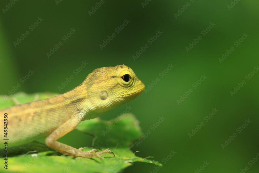 Fototapeta premium chameleon