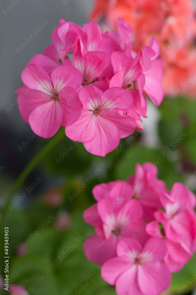 The flowers of the geranium large and beautiful The flowers of the geranium large and beautiful