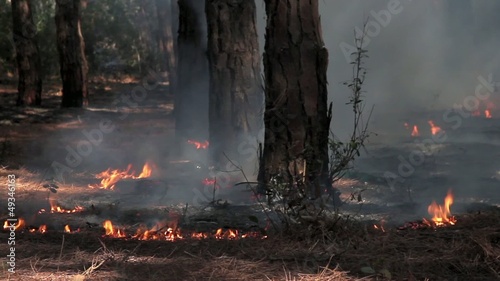 Fire in Woods