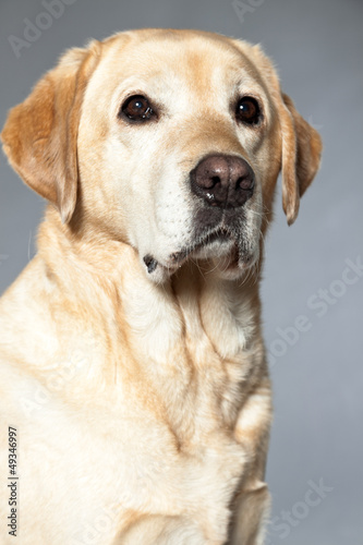 Blonde labrador retriever dog. studio shot. © ysbrandcosijn