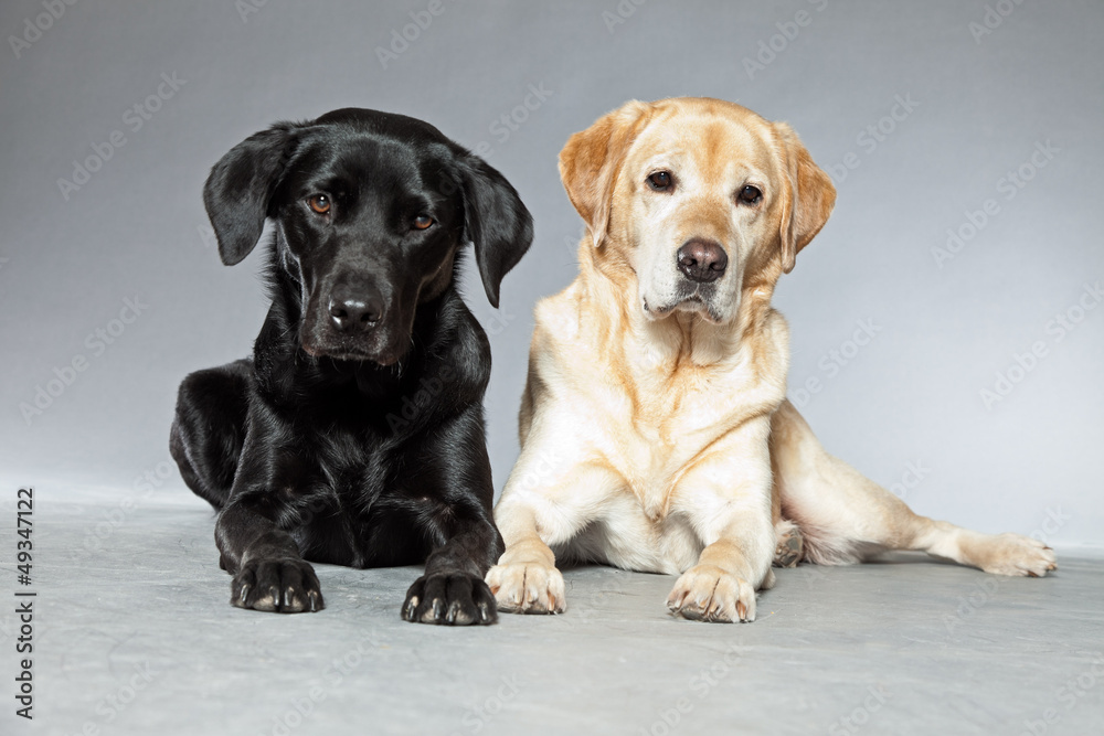 Blonde and black labrador retriever dog together. Studio shot. Blonde and black labrador retriever dog together. Studio shot.