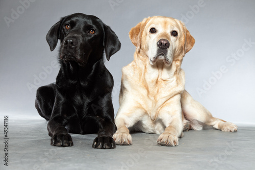 Blonde and black labrador retriever dog together. Studio shot.