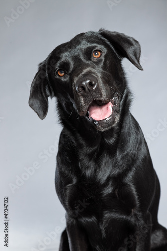 Young black labrador retriever dog. Studio shot. © ysbrandcosijn