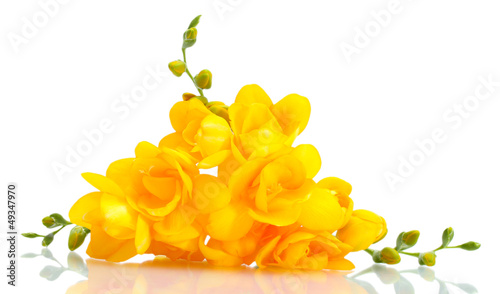 Beautiful yellow freesias isolated on white