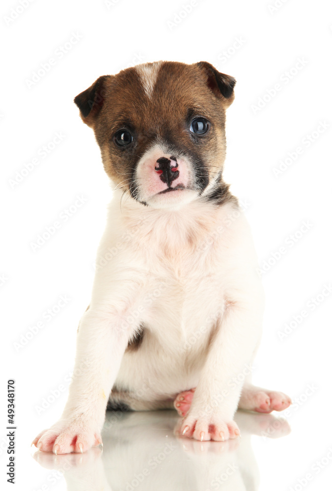Beautiful little puppy isolated on white