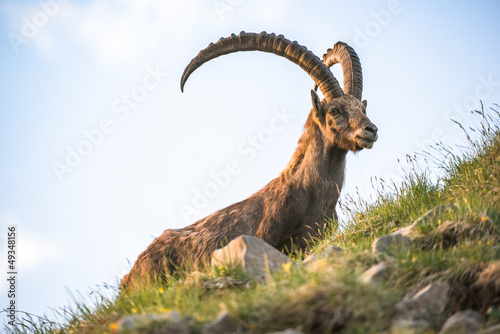 alpine ibex photo