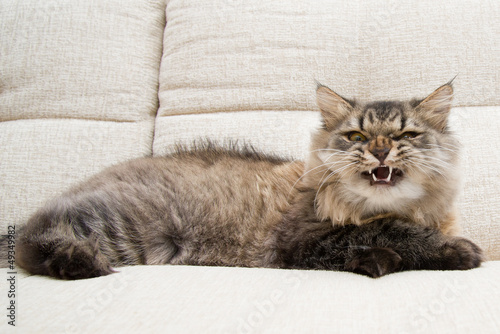 An angry cat lying on sofa