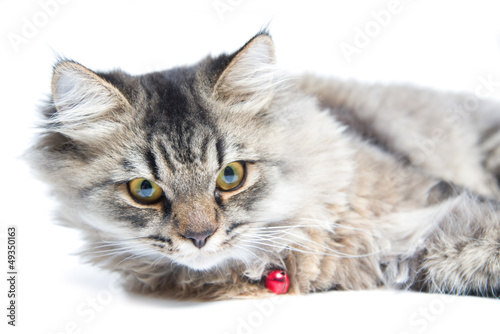 Close up of Persian Cat