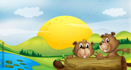 Two beavers at the riverbank