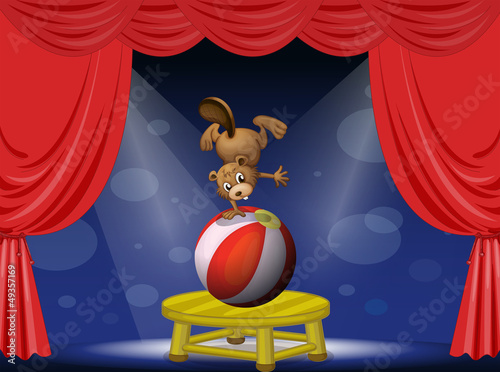A beaver performing in the circus