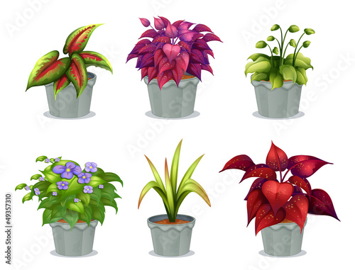 Six different plants