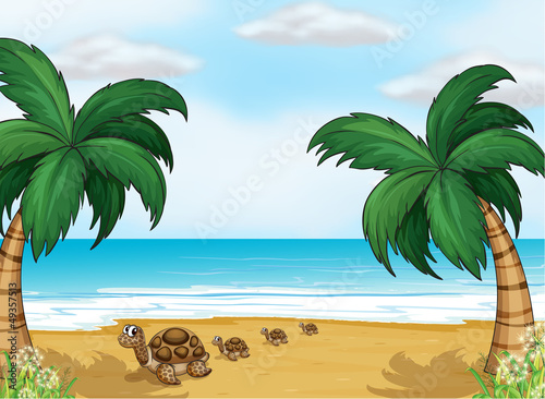 Turtles at the seashore